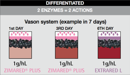 enzyme extration procedure - Differentiation